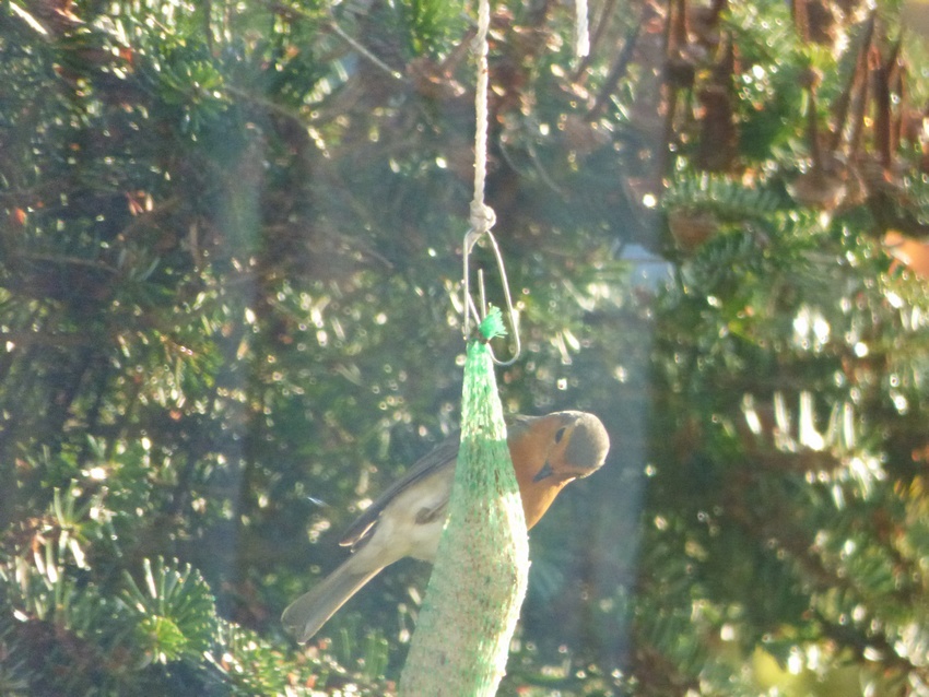 Welke tuinvogels is dit?